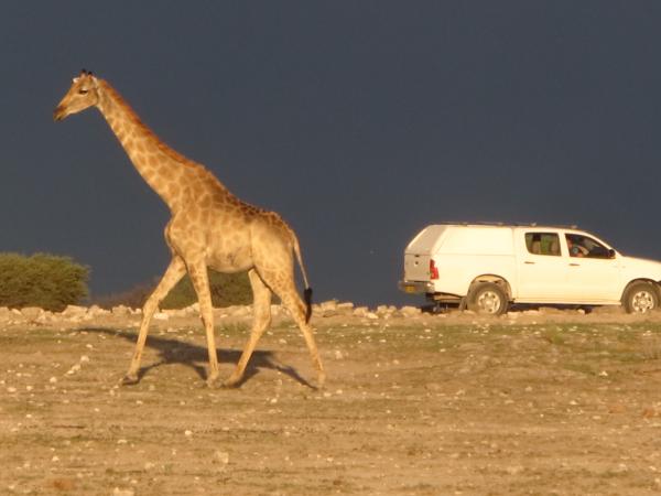 Namibia velk okruh 2.10.-14.10. 2016 Dv voln msta v osmi len skupin. Peprava mini van Toyota Quantum, noclehy v rezortech. Prvodce Jirka Chramosil. CENA 83.391,-K Windhoek  pou Kalahari  Mariental  Fish River Canyon  Aus  pou Namib Sos